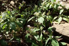 Strobilanthes integrifolia